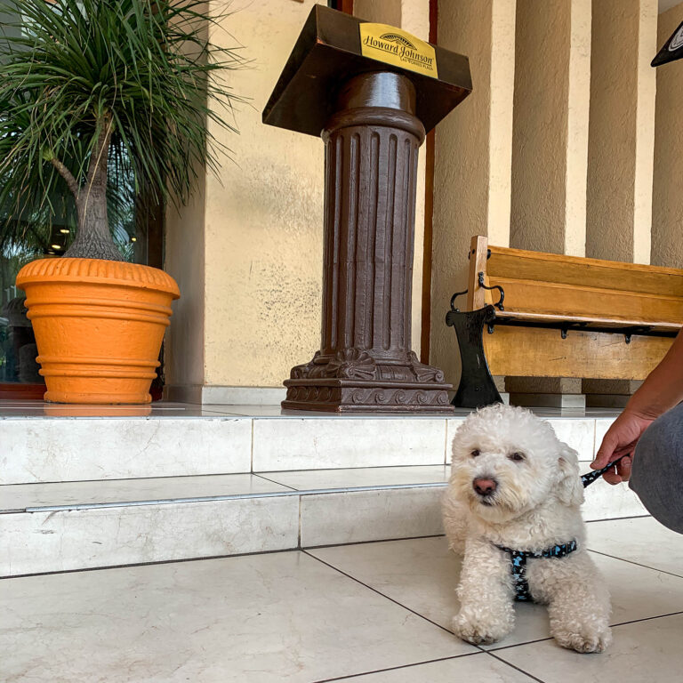 Pet Friendly Hotel Santa Irene Guadalajara